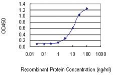 Anti-AVEN Mouse Monoclonal Antibody [clone: 2B10]