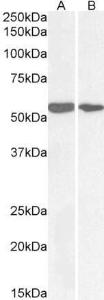 Anti-NOX1 Goat Polyclonal Antibody