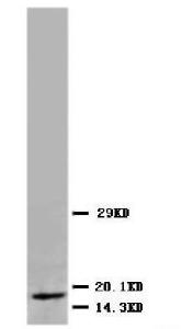 Anti-Myoglobin Mouse Monoclonal Antibody