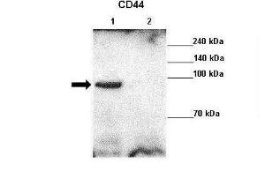 Anti-CD44 Rabbit Polyclonal Antibody