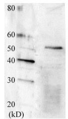 Anti-Swi6 Antibody