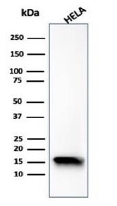 Western blot analysis of HeLa cell line lysate using Anti-FABP5 Antibody [FABP5/6353R]