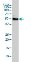 Anti-RRP9 Mouse Monoclonal Antibody [clone: 1E8]