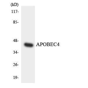 Western blot analysis of the lysates from HT 29 cells using Anti-APOBEC4 Antibody