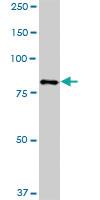 Anti-HBS1L Mouse Polyclonal Antibody