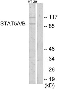 Antibody anti-STAT5A STAT5B 100 µg