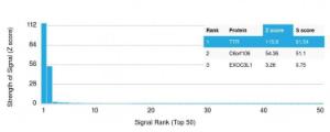 Analysis of protein array containing more than 19,000 full-length human proteins using Anti-Transthyretin Antibody [CPTC-TTR-1]