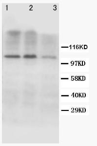 Anti-N-Cadherin Mouse Monoclonal Antibody [clone: NC-17]