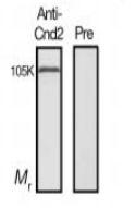 Anti-CND2 Antibody