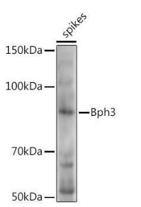 Western blot analysis of extracts of various tissues from the japonica rice (Oryza sativa L)