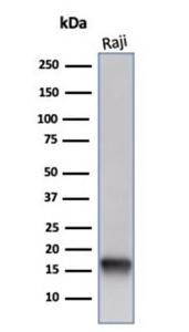 Western blot analysis of Raji cell line lysate using Anti-FABP5 Antibody [FABP5/6353R]