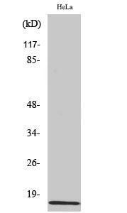 Western blot analysis of various cells using Anti-Amylin Antibody