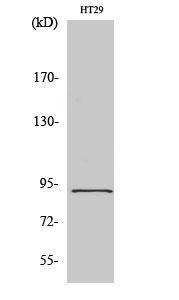 Antibody anti-STAT5A STAT5B 100 µg