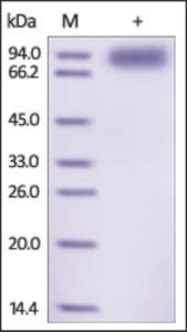 The purity of rh IL1RAP / IL-1RAcP / IL1R3 Fc Chimera was determined by DTT-reduced (+) SDS-PAGE and staining overnight with Coomassie Blue.