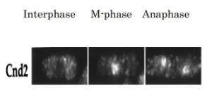 Anti-CND2 Antibody