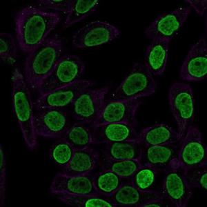 Immunofluorescent analysis of HeLa cells stained with Anti-Histone H1 Antibody [SPM256] (CF&#174; 488) (Green). Phalloidin is used to label the membranes.