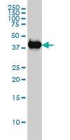 Anti-MAPK13 Mouse Monoclonal Antibody [clone: 2D8]