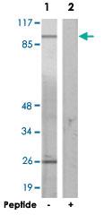 Anti-AHR Rabbit Polyclonal Antibody