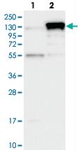 Anti-CBLB Rabbit Polyclonal Antibody