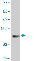 Anti-MTOR Mouse Polyclonal Antibody