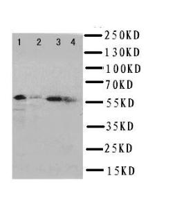 Anti-uPA Receptor Rabbit Polyclonal Antibody