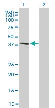 Anti-MAPK13 Mouse Monoclonal Antibody [clone: 2D8]