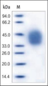 The purity of rh IL4R was determined by DTT-reduced (+) SDS-PAGE and staining overnight with Coomassie Blue.