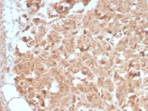 Immunohistochemical analysis of formalin-fixed, paraffin-embedded human pancreas using Anti-CELA3B Antibody [CELA3B/2809R]