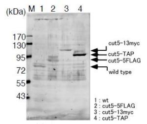 Anti-Rad4 Antibody