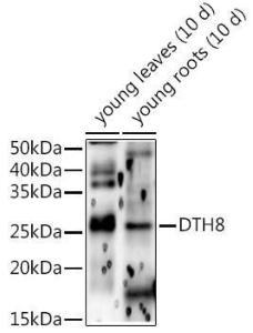 Western blot analysis of extracts of various tissues from the japonica rice (Oryza sativa L. ) variety Zhonghua 11, using Anti-HD5 Antibody (A309978) at 1:1,000 dilution. The secondary antibody was Goat Anti-Rabbit IgG H&L Antibody (HRP) at 1:10,000 dilution.