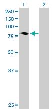 Anti-HBS1L Mouse Polyclonal Antibody