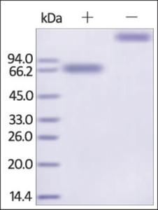 The purity of rh IL21R / CD360 Fc Chimera was determined by DTT-reduced (+) and non-reduced (-) SDS-PAGE and staining overnight with Coomassie Blue.