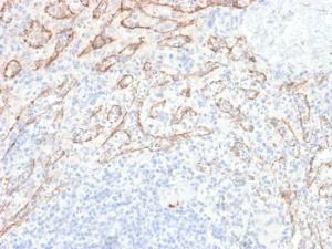 Antibody anti-TNFS15 VEGI2052R BSA 100 µg