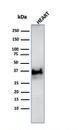 Western blot analysis of human heart tissue lysate using Anti-Histone H1 Antibody [SPM256]