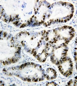 Anti-PCNA Mouse Monoclonal Antibody [clone: IML-83]