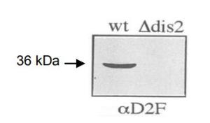 Anti-Dis2 antibody