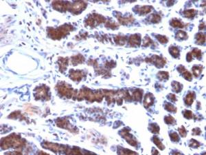 Anti-Mesothelin Mouse Monoclonal Antibody [clone: MSLN/2131]