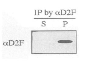 Anti-Dis2 antibody