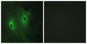 Anti-DUSP9 Rabbit Polyclonal Antibody