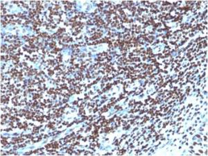 Immunohistochemical analysis of formalin-fixed, paraffin-embedded human tonsil using Anti-Histone H1 Antibody [1415-1]