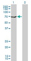 Anti-MAOB Rabbit Polyclonal Antibody