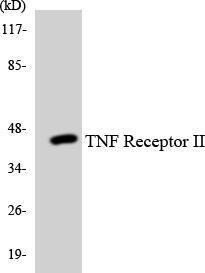 Western blot analysis of the lysates from HUVEC cells using Anti-TNF Receptor II Antibody