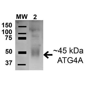 Western blot analysis of human Cervical cancer cell line (HeLa) lysate showing detection of 45.3 kda ATG4A protein using Anti-ATG4A Antibody (A304854) at 1:1,000 for 1 hour at room temperature