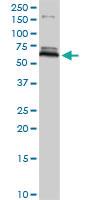 Anti-MAOB Rabbit Polyclonal Antibody