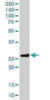 Anti-MOG Goat Polyclonal Antibody