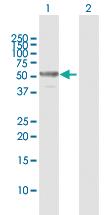 Anti-CFLAR Rabbit Polyclonal Antibody