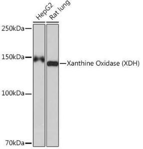 Western blot analysis of extracts of various cell lines, using Anti-Xanthine Oxidase Antibody [ARC1385] (A308953) at 1:1,000 dilution