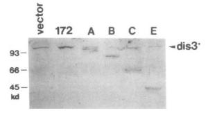 Anti-Dis3 Antibody