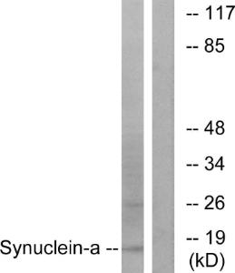 Anti-pan Synuclein Rabbit Polyclonal Antibody