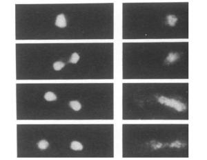 Anti-Dis3 Antibody